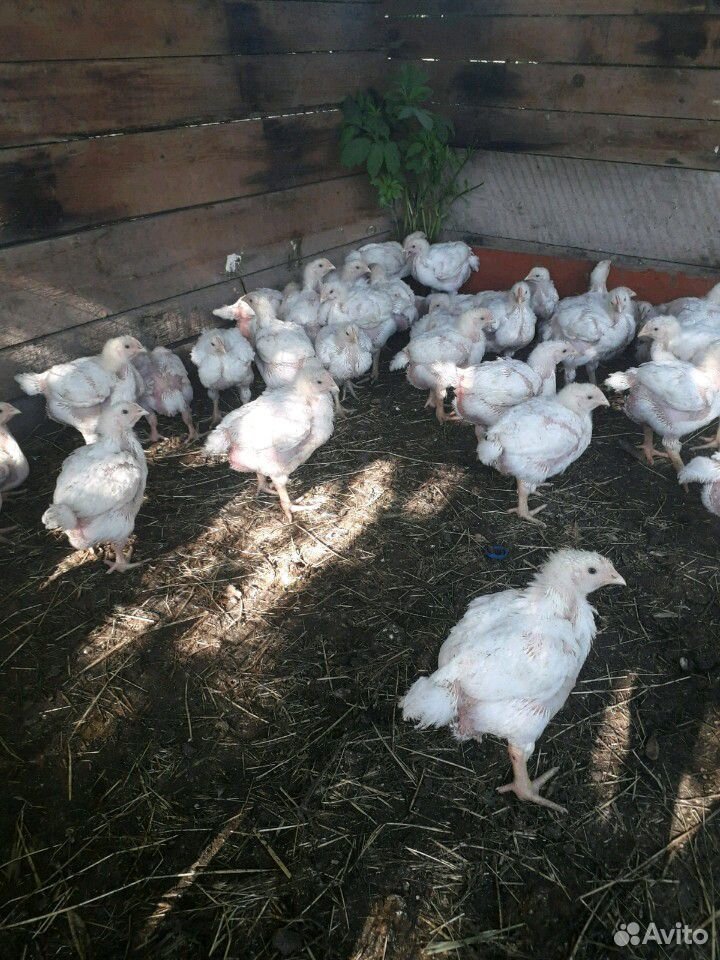 Цыплята бройлеров, подрощенные купить на Зозу.ру - фотография № 2