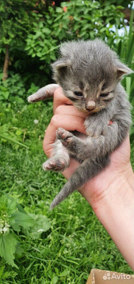 Котята в добрые руки купить на Зозу.ру - фотография № 5