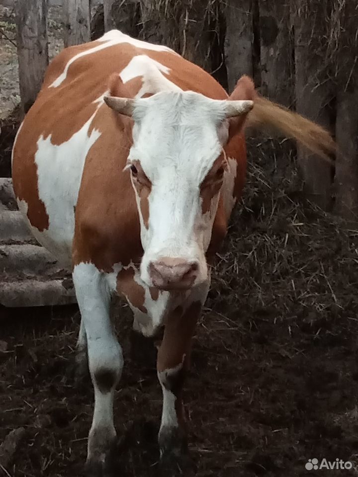 Корову,покрыта вторым телком купить на Зозу.ру - фотография № 1