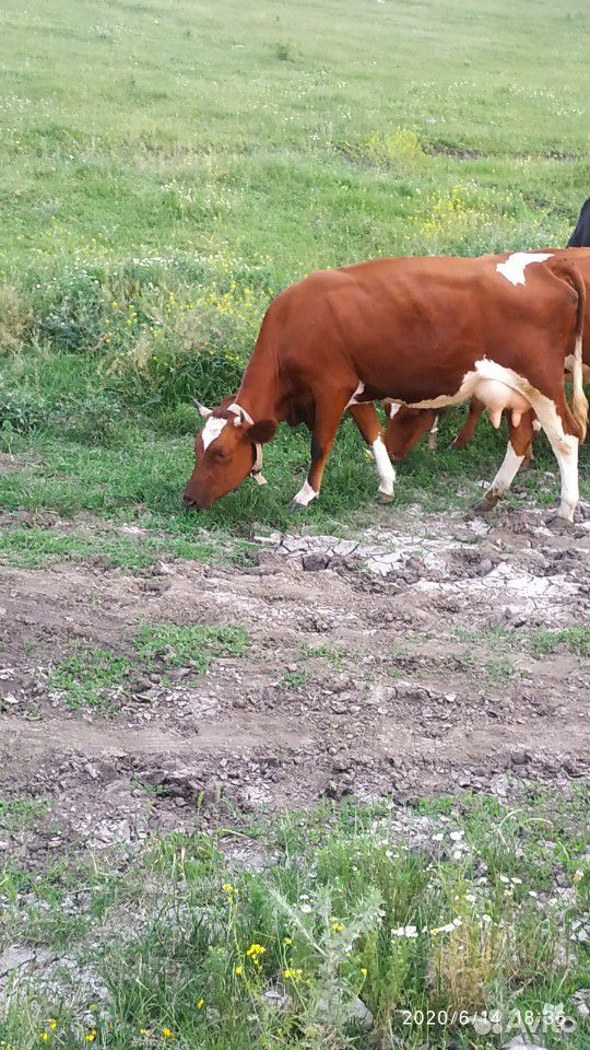 Корова айширская и две телки двойни купить на Зозу.ру - фотография № 1