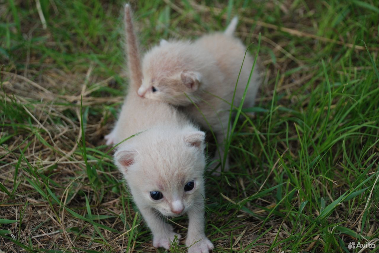 Крысоловка кошка белая