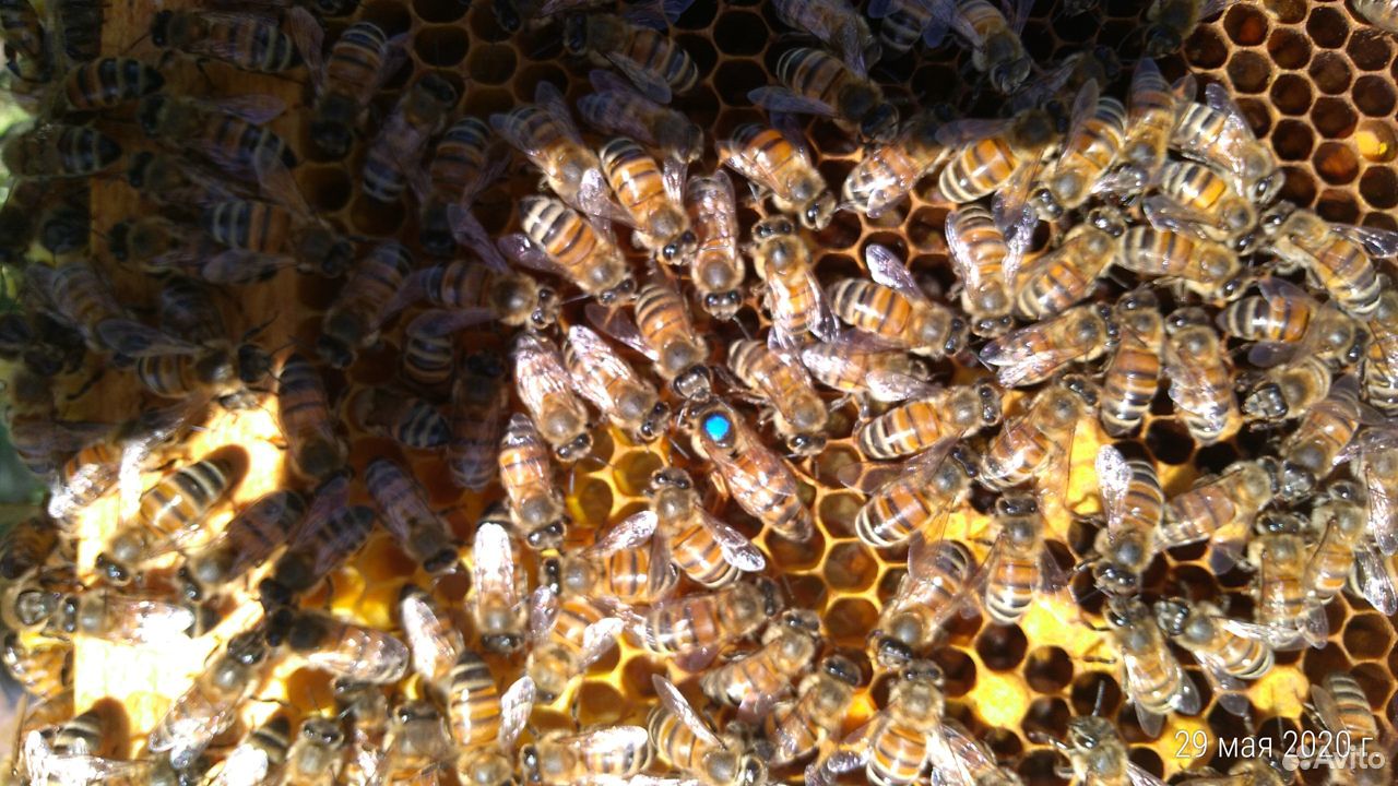 Продам пчеломатки купить на Зозу.ру - фотография № 2