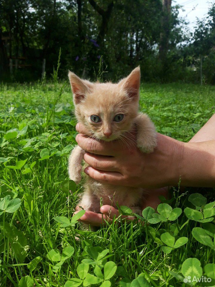 Кошка и кот купить на Зозу.ру - фотография № 5