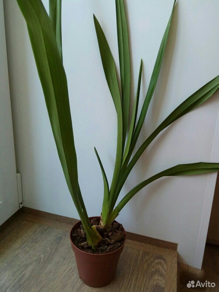 Орхидея Цимбидиум купить на Зозу.ру - фотография № 2