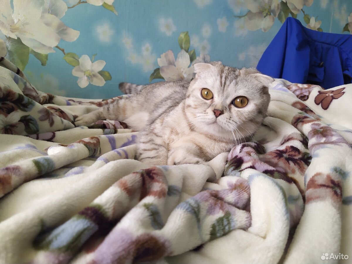 Котенок шотладский от вислоухой кошки купить на Зозу.ру - фотография № 5