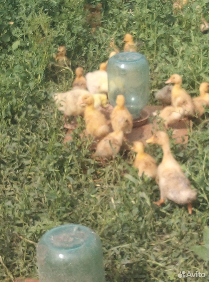 Утята, цыплята, гусята купить на Зозу.ру - фотография № 4