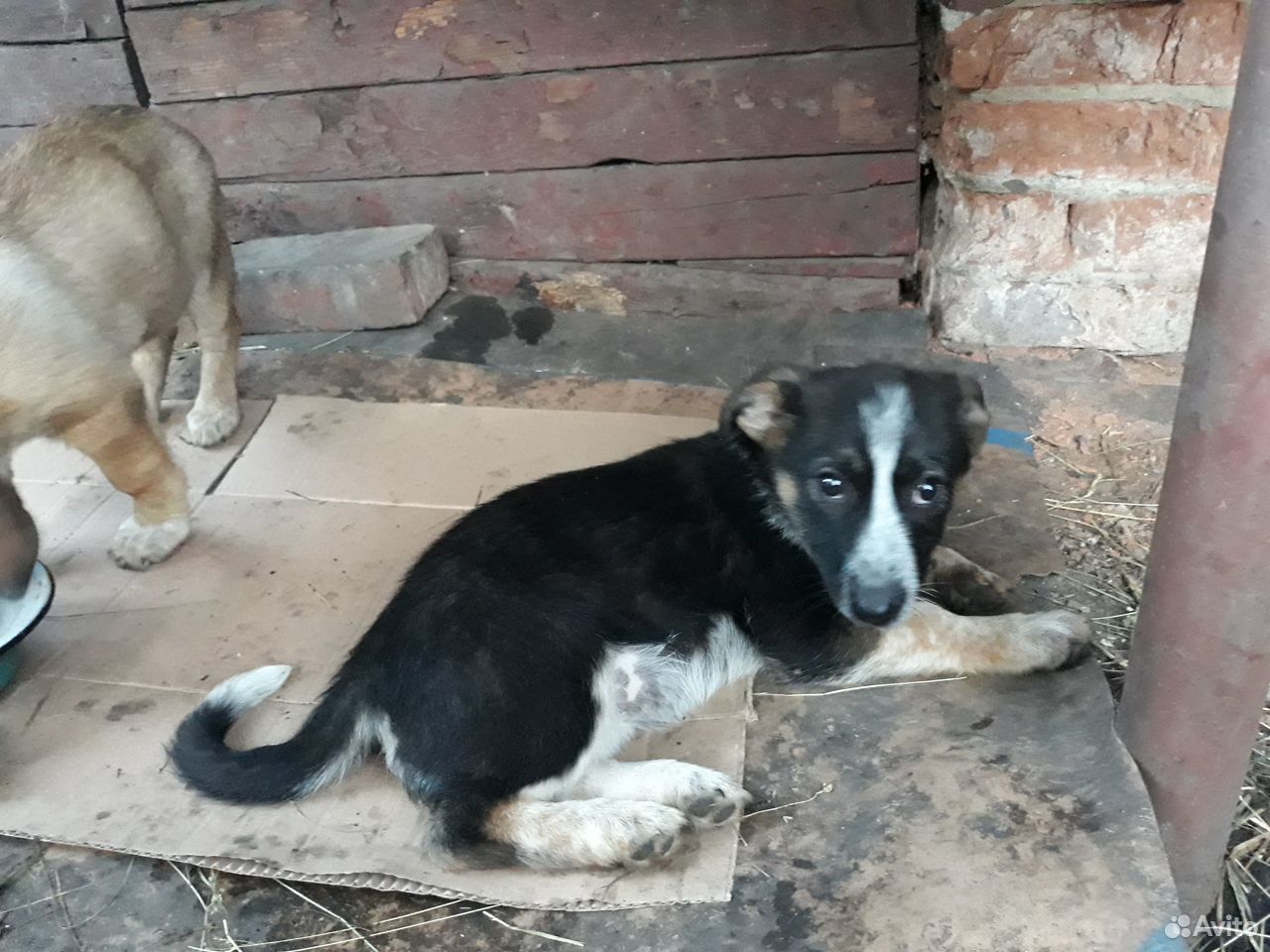 Камри, коротколапый щенок, ждёт хозяина купить на Зозу.ру - фотография № 3