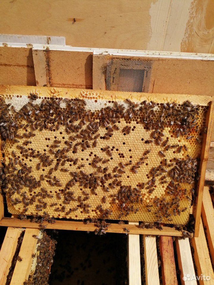 Пчело пакеты дадан купить на Зозу.ру - фотография № 4