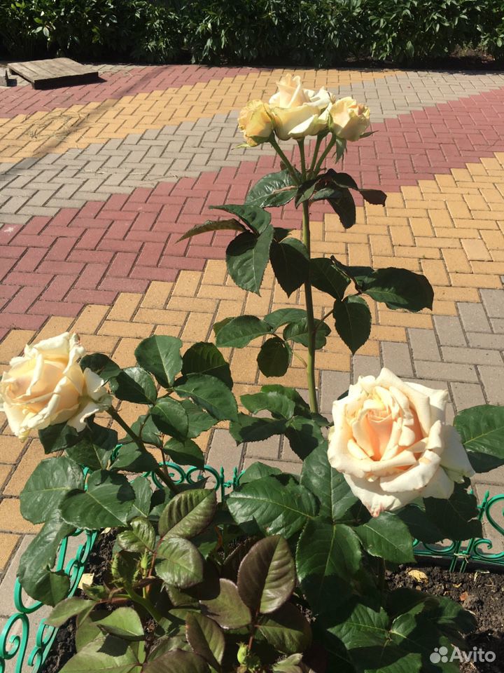Продам розы купить на Зозу.ру - фотография № 6