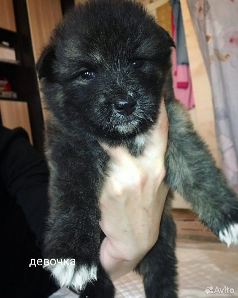 Продам щенков Японской Акита ину купить на Зозу.ру - фотография № 3