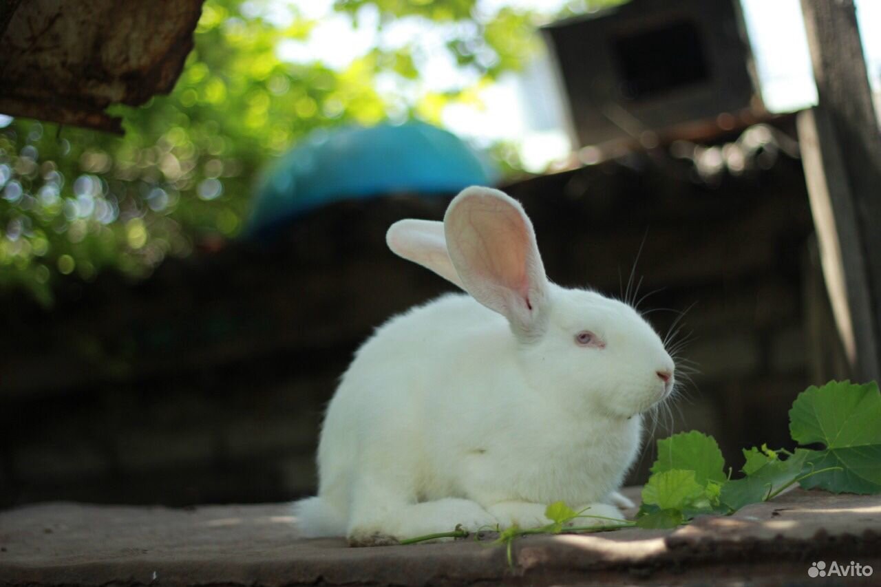 Кролики Фландер купить на Зозу.ру - фотография № 2