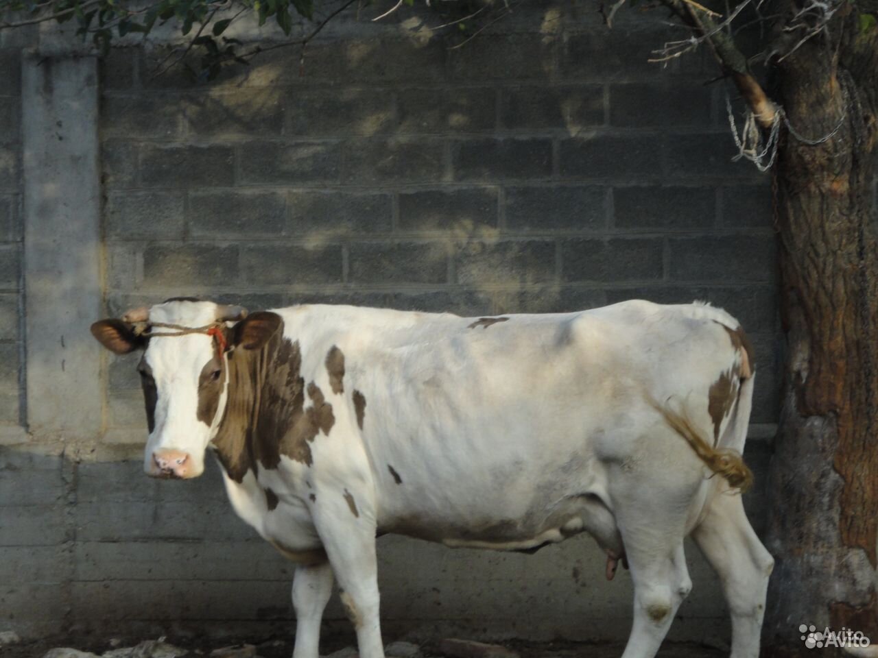 Продается породистая корова купить на Зозу.ру - фотография № 1