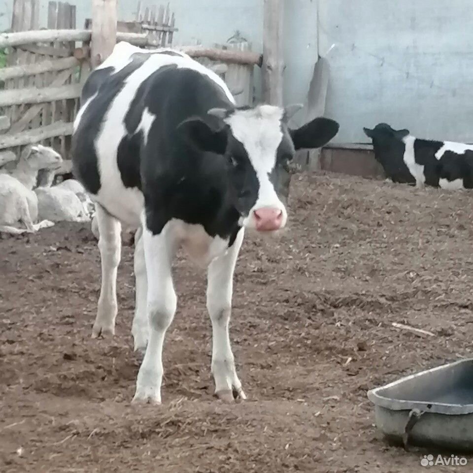 Корова. корова с теленком, тёлка купить на Зозу.ру - фотография № 4