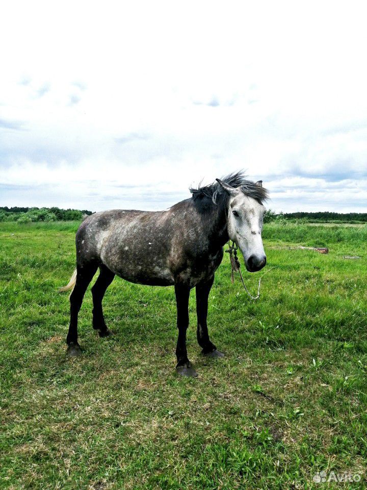 Лошадь (жерёбая) купить на Зозу.ру - фотография № 2