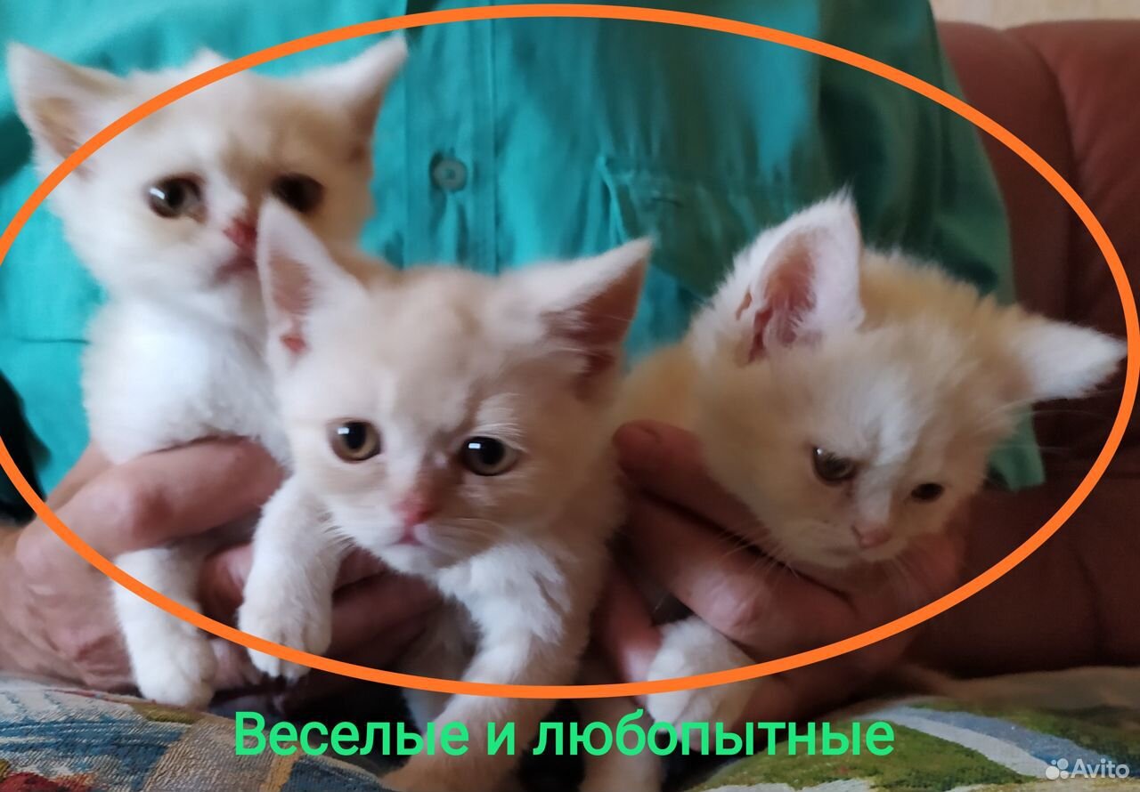 Осталось два котёнка, британцы купить на Зозу.ру - фотография № 1