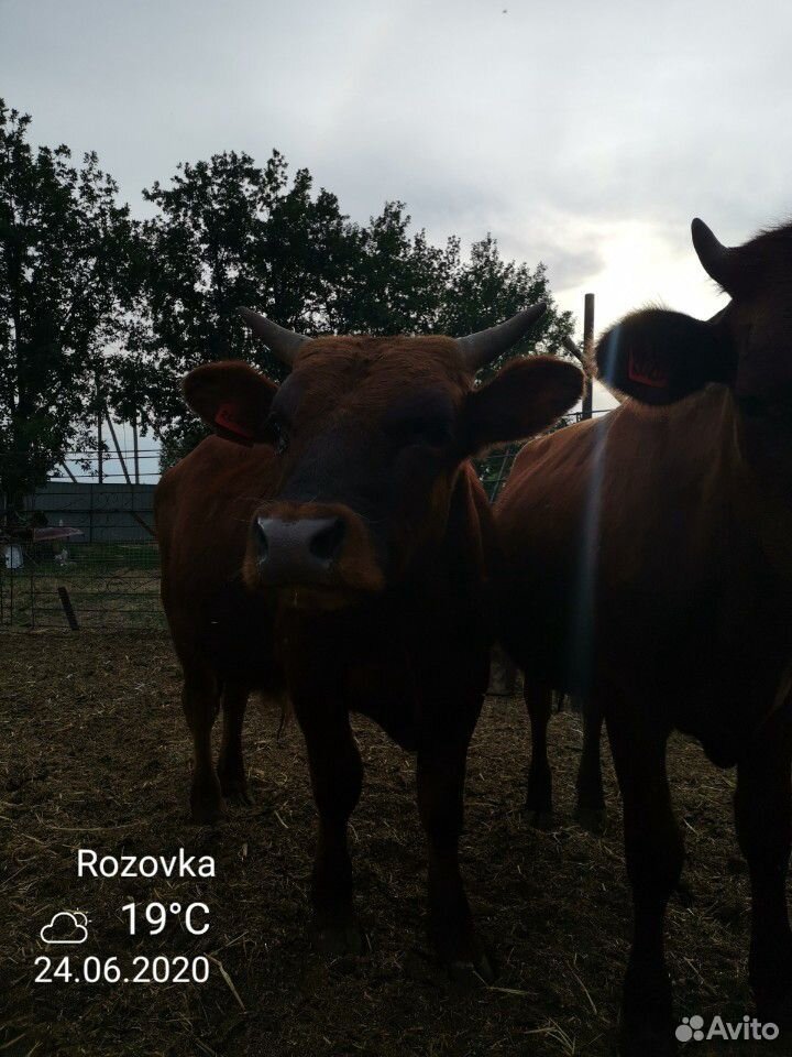 Быки 1.1, 1.2,1,3,1.4 года. от коров осёменённых с купить на Зозу.ру - фотография № 8