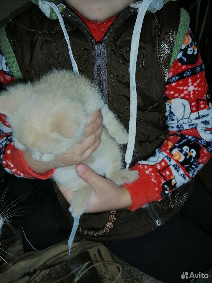 Отдам котенка купить на Зозу.ру - фотография № 2