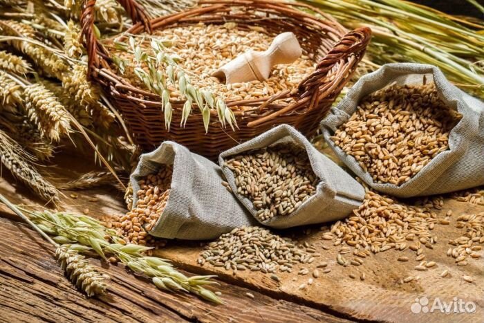 Ячмень пшеница купить на Зозу.ру - фотография № 1