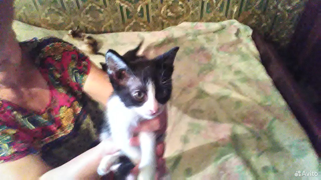 Отдадим котят в добрые руки купить на Зозу.ру - фотография № 2