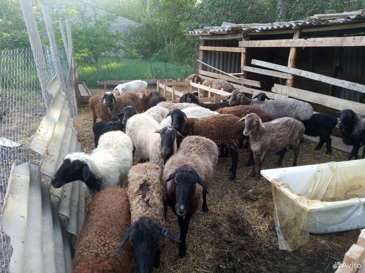 Овцы эдельбайской породы купить на Зозу.ру - фотография № 1
