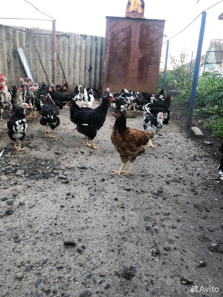 Цыплята Ливенские Ситцевые купить на Зозу.ру - фотография № 7