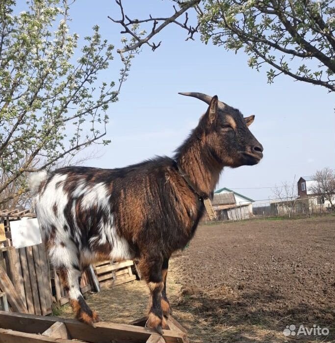 Камерунский козёл и козы купить на Зозу.ру - фотография № 3