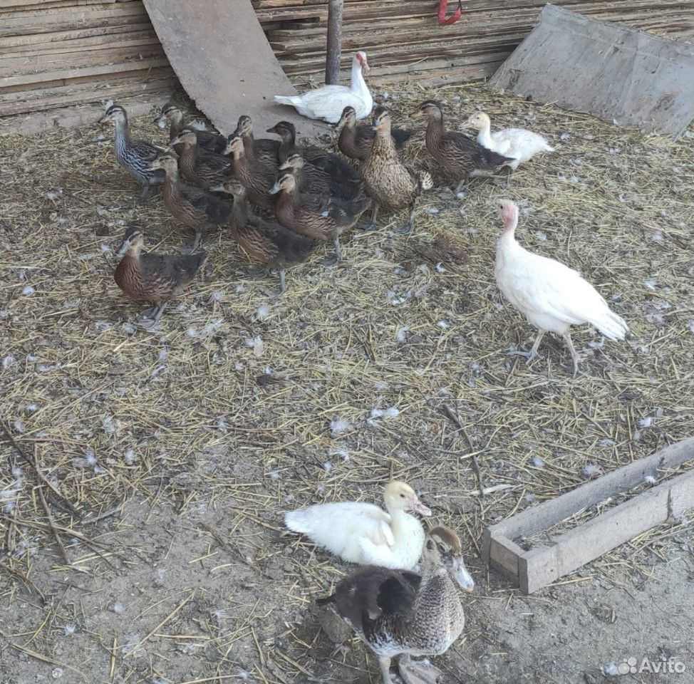Гуси, утки, цесарки, индюк, курицы купить на Зозу.ру - фотография № 5
