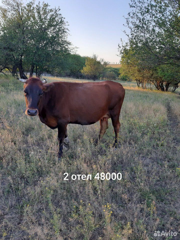 Коровы оптом купить на Зозу.ру - фотография № 4