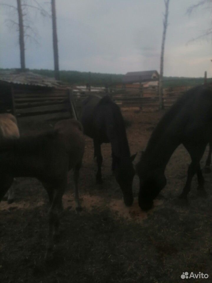 Лошади с жеребятами купить на Зозу.ру - фотография № 2