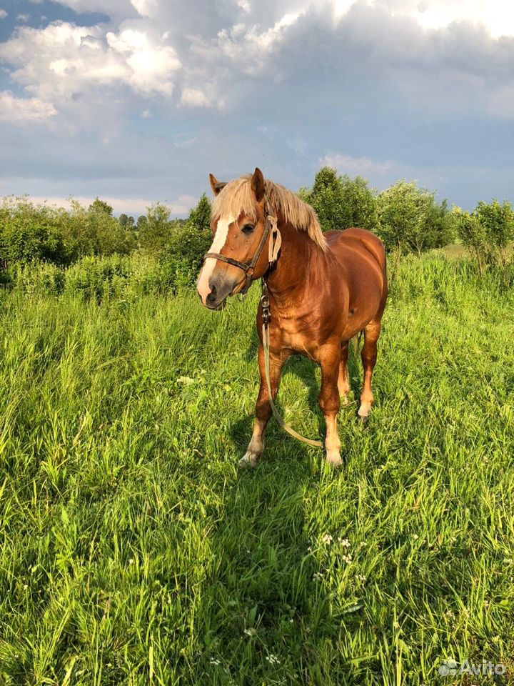 Лошадь порода Тяжеловоз купить на Зозу.ру - фотография № 2