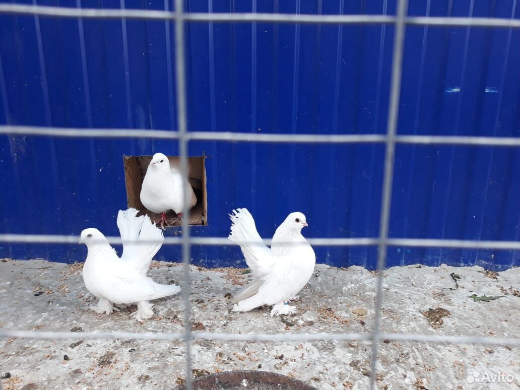 Продам статных голубей купить на Зозу.ру - фотография № 7