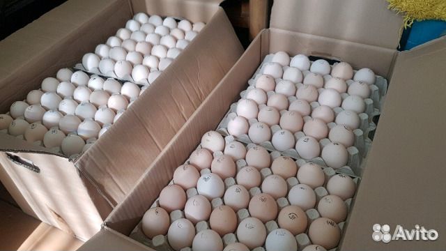 Яйцо инкубационное кобб 500 купить на Зозу.ру - фотография № 1