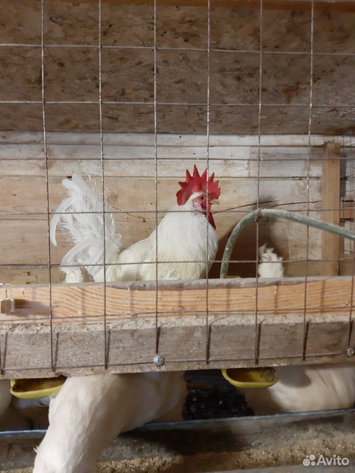 Цыплята несушек купить на Зозу.ру - фотография № 2