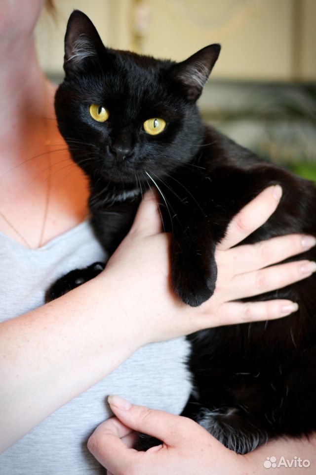 Черный кот в добрые руки купить на Зозу.ру - фотография № 5