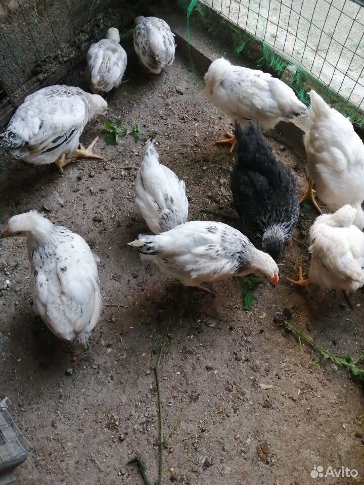 Цыплята 1.5 мес купить на Зозу.ру - фотография № 4
