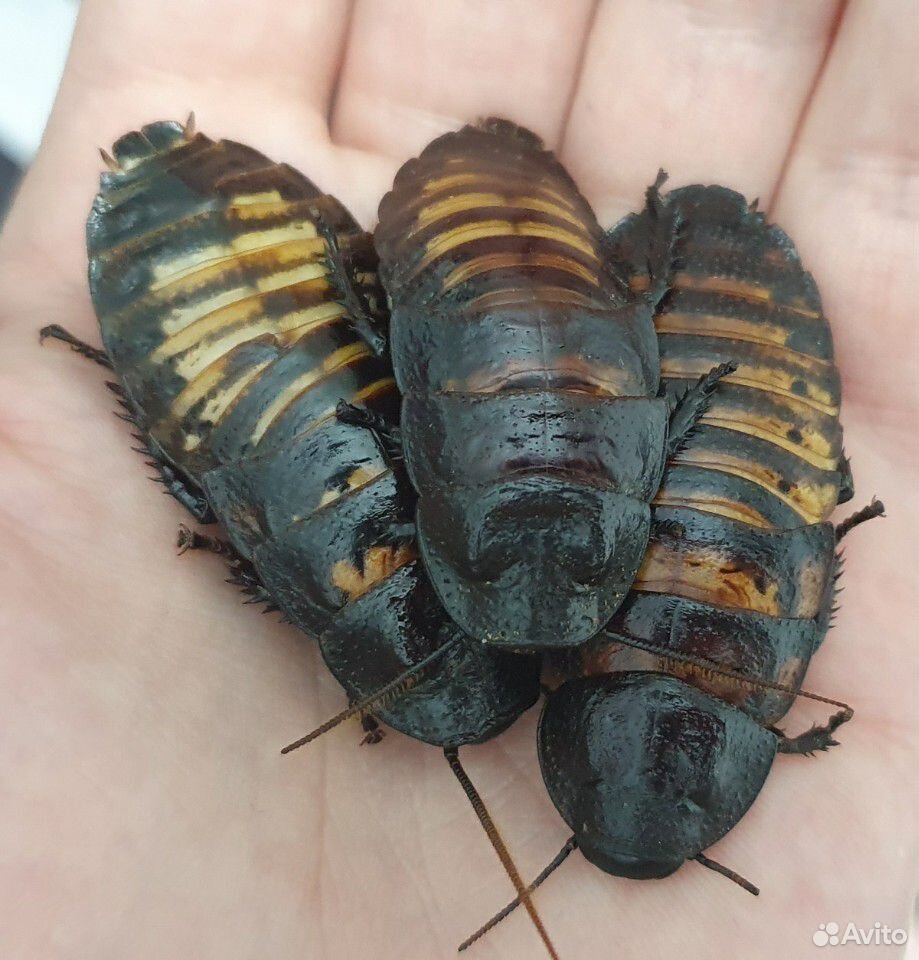 Мадагаскарские шипящие тараканы купить на Зозу.ру - фотография № 2