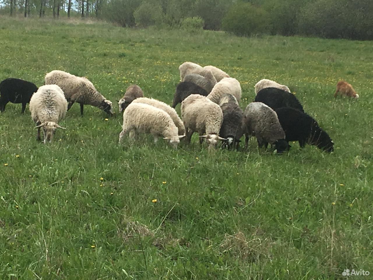Продажа овец купить на Зозу.ру - фотография № 1