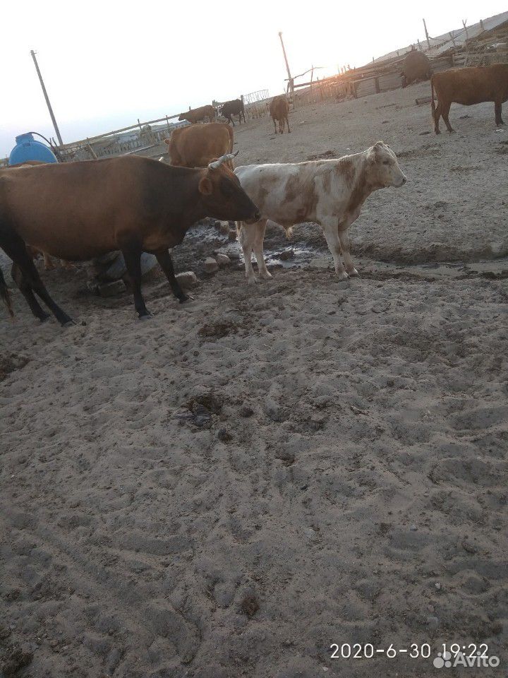 Коровы с телятами и тёлка купить на Зозу.ру - фотография № 3