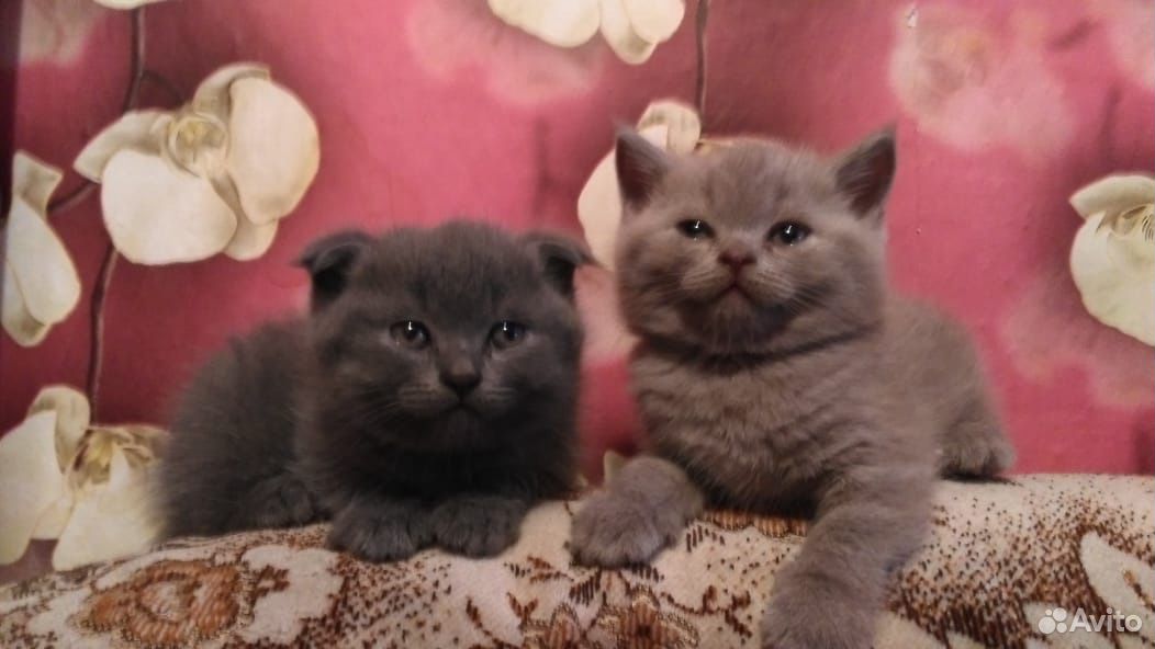 Наимилейшие котятки купить на Зозу.ру - фотография № 1