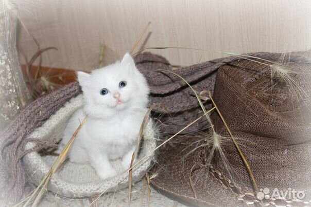 Красивые котята Турецкой ангоры купить на Зозу.ру - фотография № 1