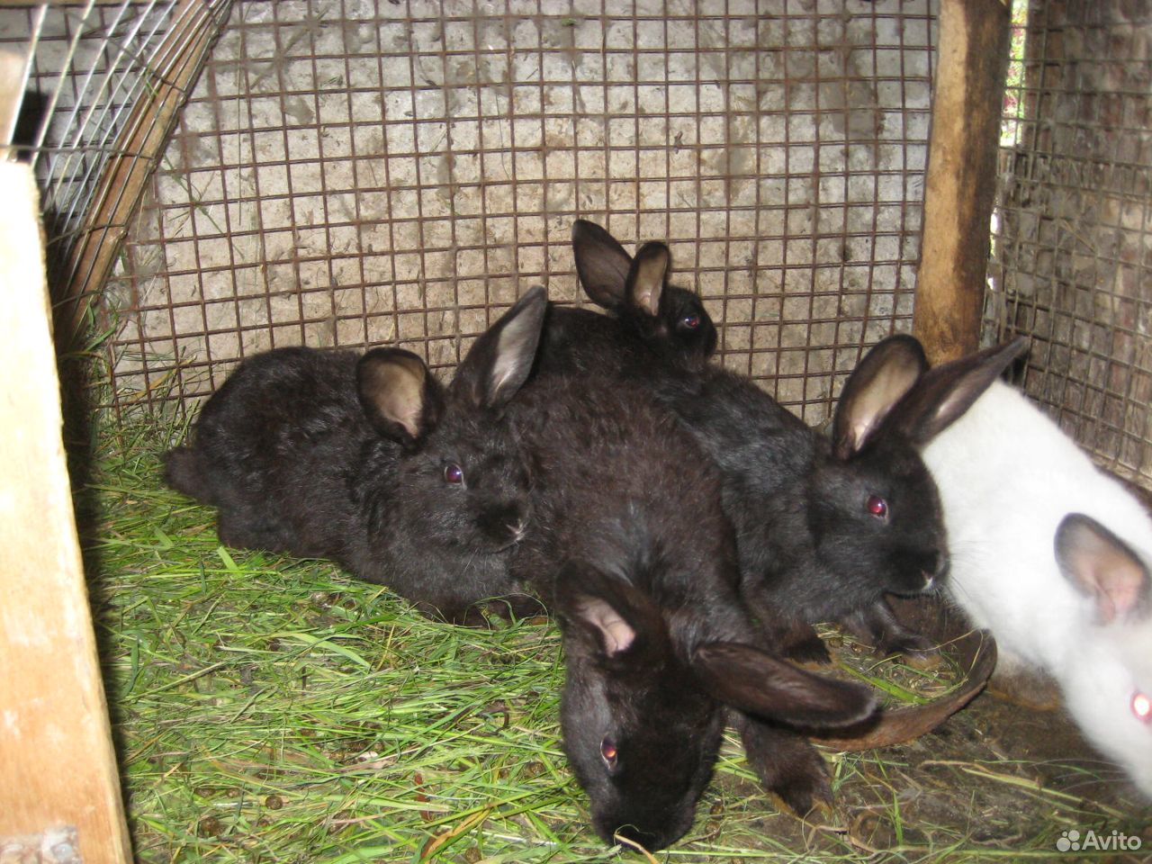 Кролики купить на Зозу.ру - фотография № 10