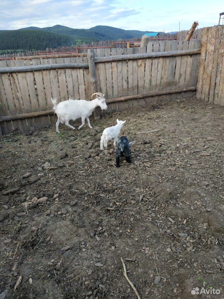 Дойная Коза с козлятами купить на Зозу.ру - фотография № 3
