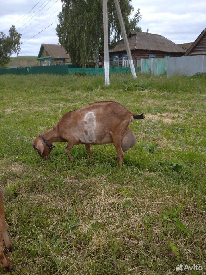 Удойная нубийско-альпийская коза купить на Зозу.ру - фотография № 1