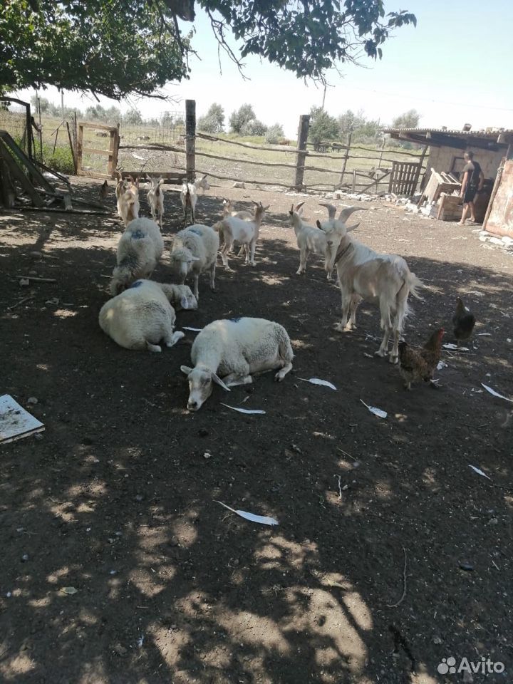 Овцы Козы купить на Зозу.ру - фотография № 3