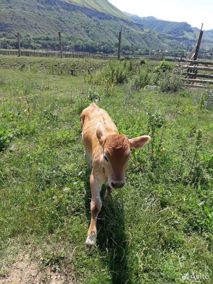 Корова, телёнок купить на Зозу.ру - фотография № 1