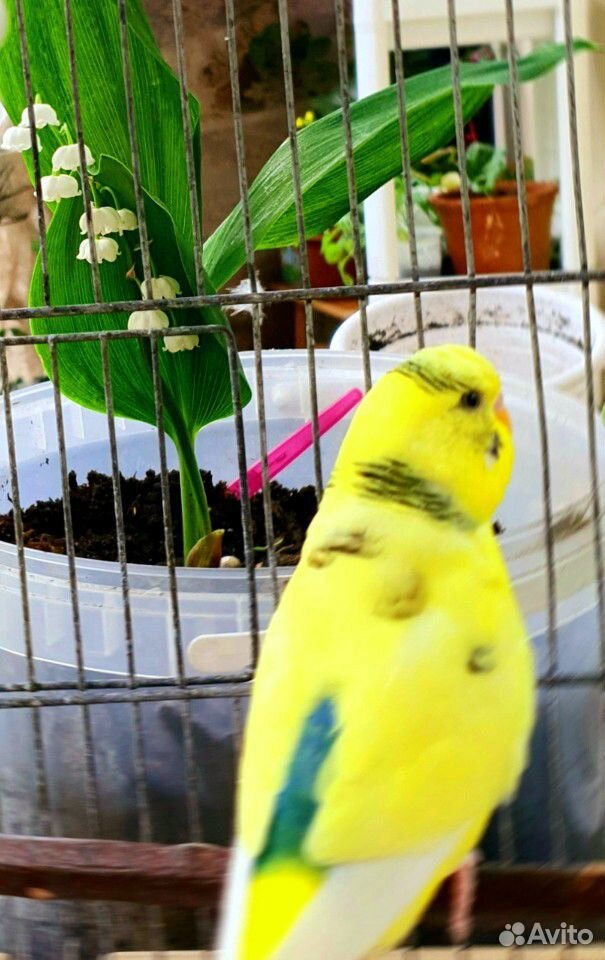 Птенцы волнистых попугаев, амадин, корелл купить на Зозу.ру - фотография № 10