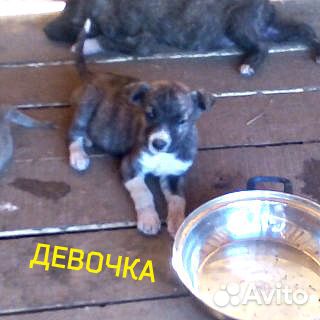 Щенки крохотульки от маленькой собаки купить на Зозу.ру - фотография № 7