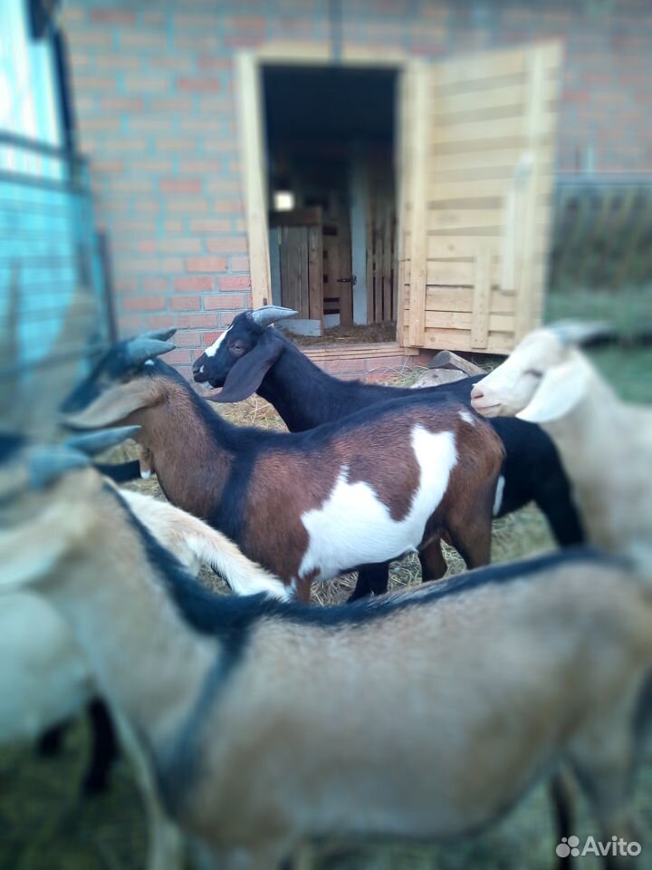Козы и козлята купить на Зозу.ру - фотография № 2