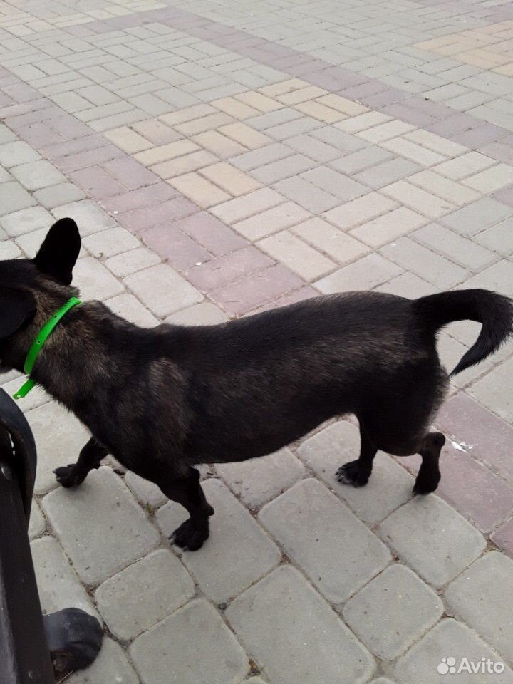 Собака купить на Зозу.ру - фотография № 7
