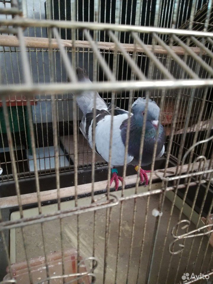 Найден голубь купить на Зозу.ру - фотография № 3